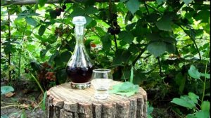 Рецепт наливки из черной смородины