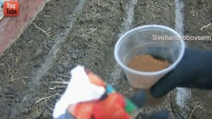 НАДЕЖНЫЕ СПОСОБЫ ПОСЕВА МОРКОВИ БЕЗ ПРОРЕЖИВАНИЯ.ЗАЩИТА ОТ МОРКОВНОЙ МУХИ.СЕЕМ БЕЗ ОШИБОК!