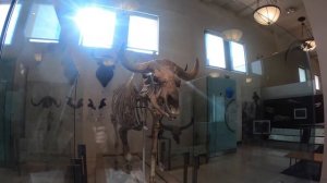 ?СКЕЛЕТЫ ДИНОЗАВРОВ | МУЗЕЙ ИЗ ФИЛЬМА "НОЧЬ В МУЗЕЕ" ?| AMERICAN MUSEUM OF NATURAL HISTORY, NYC ?