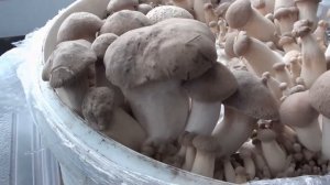 Королевская вешенка.