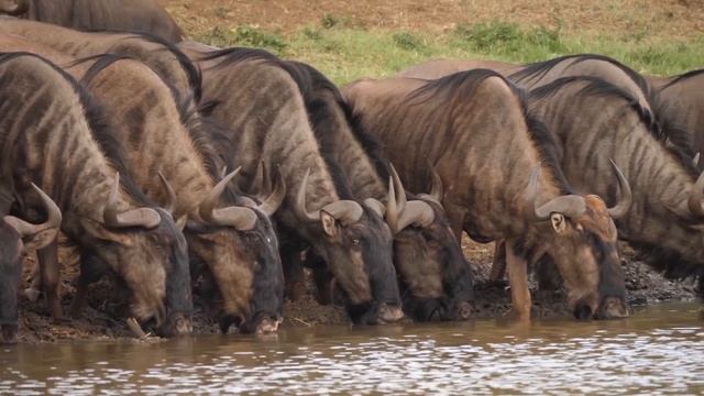 Cute Little Farm Animal Sounds - Lemming, Squirrel, Hedgehog - Animal Videos смотреть онлайн