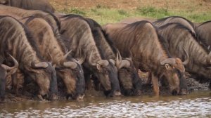 Cute Little Farm Animal Sounds - Lemming, Squirrel, Hedgehog - Animal Videos