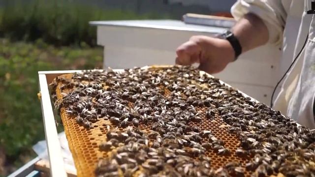 Пчеловедение. Подсадка дорогой импортной матки с 100%-м приёмом. Часть 2. Проверка. смотреть онлайн