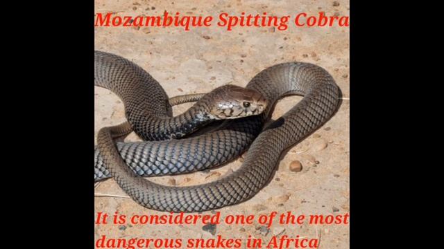 Different Types of Cobra || Cobra Snakes || Cobra Species In The World смотреть онлайн