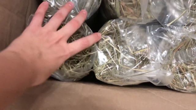 ПОКУПОЧКИ МОРСКИМ СВИНКАМ/ что я использую для ухода за морской свинкой? смотреть онлайн