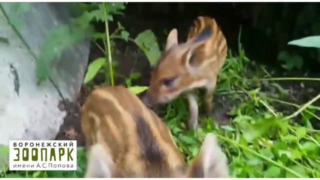 кабанята смотреть онлайн