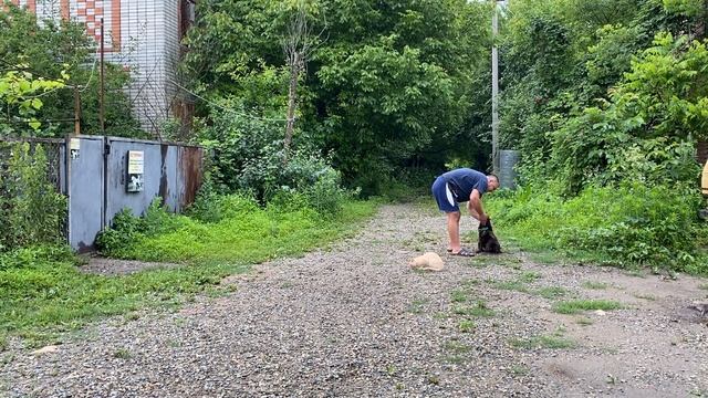 Русский спаниель дрессировка! Мишаня 3,5 месяцев дрессировка с котами! смотреть онлайн