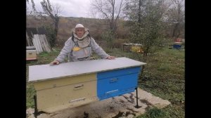 Осенний слет пчел  От чего это происходит