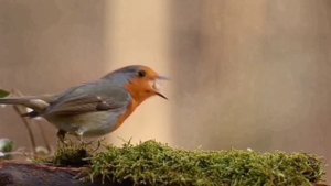 ?Пение Птиц и Прекрасная Расслабляющая Музыка