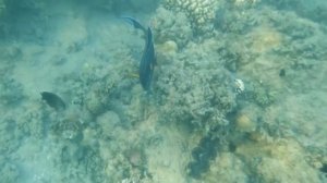 Коралловый риф отеля Albatros Dana Beach Resort 5* в Хургаде