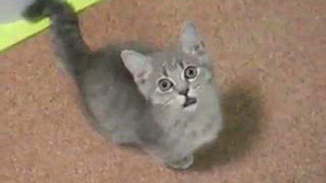 покормите пожалуста!!!!!!!!!!!