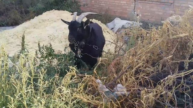 Красивый козёл . смотреть онлайн