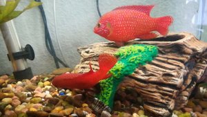 Нерест хромис красавец