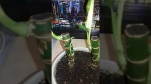 Размножение Диффенбахии, с помощью цитокининовой пасты.