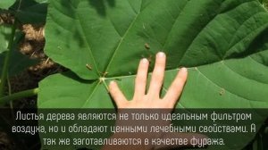 ⭐️ 5 ПОРАЗИТЕЛЬНЫХ фактов о сказочном дереве ПАВЛОВНИЯ!