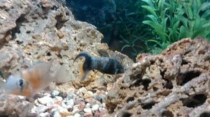 Чёрная Моллинезия потеряла окраску.