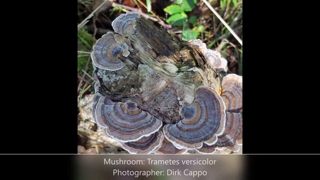 Western PA Mushroom Club - October 2020 - Photo Contest Results смотреть онлайн