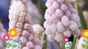 Мускари обыкновенная Пинк Санрайс. Краткий обзор, описание характеристик muscari Pink Sunrise
