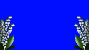 Футаж Цветы ландыши хромакей