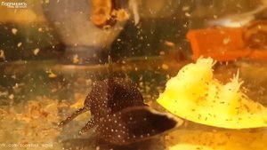 советы по разведению, Анциструс звездчатый, Ancistrus hoplogenys, Ancistrus魚, Ancistrus fish