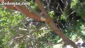 Gerber Bear Grylls Parang Machete Review!BEST 5 STARS