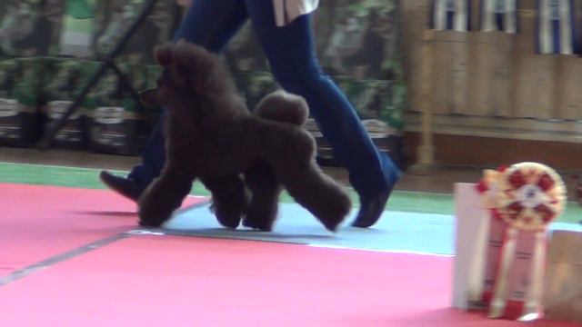 44.  3,07,2022, г.Касли. Моно пуделей.   ОТЛ, 1CW, ЮКЧК, ЛЮ / BOB junior, ЛПП / BOB, BISJ-1, BIS-2 смотреть онлайн