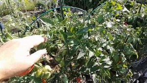 Томат Розовый шар