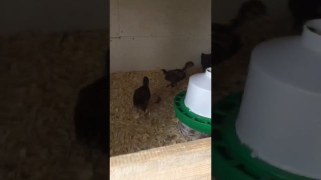 Брамы и Барневельдеры 1 мес! Стройка продолжается! смотреть онлайн