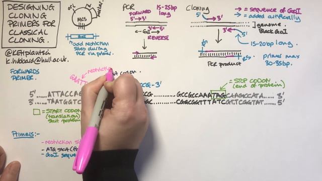 Designing cloning primers for classical (restriction) cloning смотреть онлайн