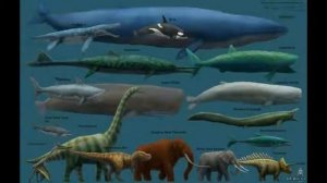 Горбатый кит