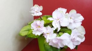 Н-Марта. Фіалка з колекції Сінцової Наталії.