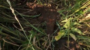 Коп с M.D  Металлолома  Возле небольшого пруда)))