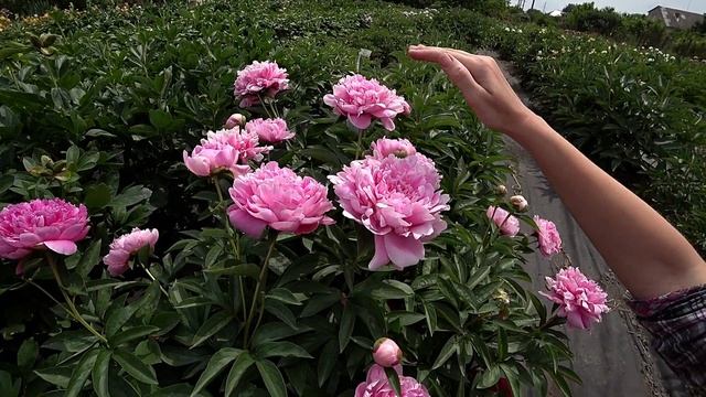 Пион Emma Klehm. Май 2018 смотреть онлайн