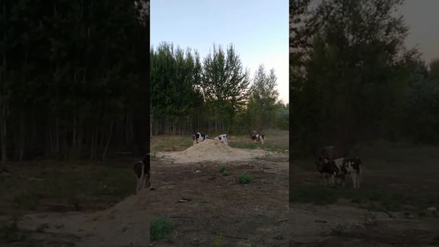 Бык / Bos taurus #sorts смотреть онлайн