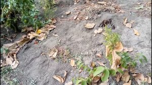 Весенняя или осенняя посадка грецкого ореха, что лучше