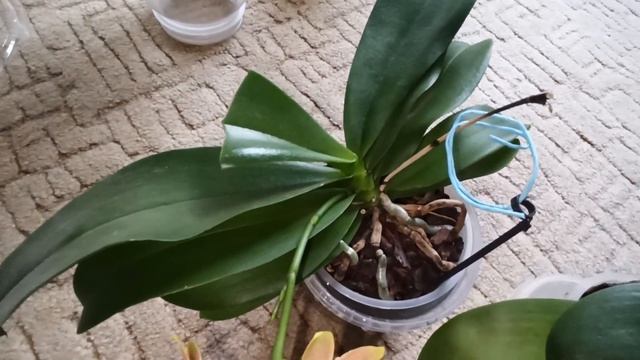 Мои самые ароматные орхидеи. Phalaenopsis сорт Виолация violacea Miki Flora , Лиодоро, Rising Sun.
