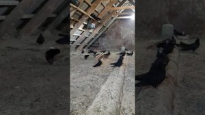 голуби вертуны Успеновка