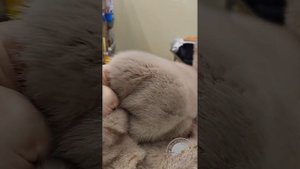 Норковая шуба. Приёмка в химчистку.