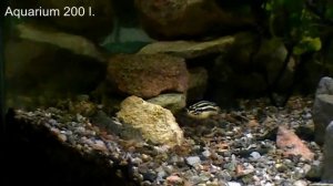 #Aquarium. Aквариум для юлидохромисов.