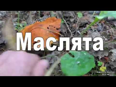 Маслята в Евстюнихе.