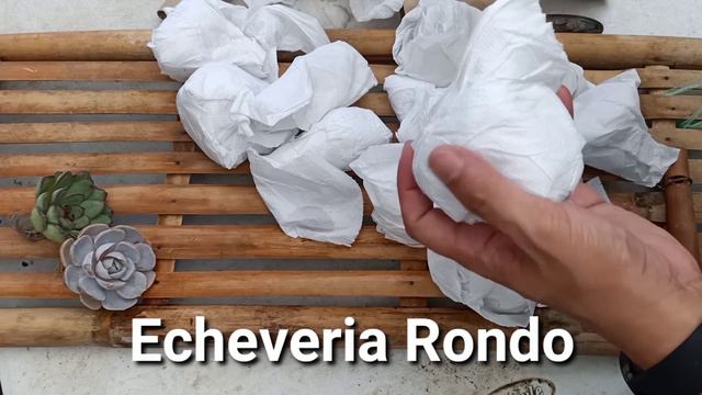 Unboxing 12 Echeverias and 1 Special Haworthia - Halaman Nanaman? Part 2 смотреть онлайн