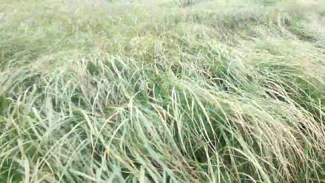 Трава на ветру смотреть онлайн