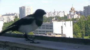 Как приручить сороку - КУПАНИЕ с кофем