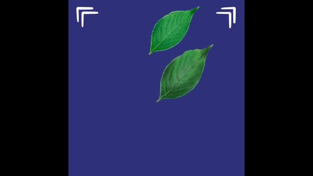 Как рисовать настоящие листья? Узнаем сейчас! смотреть онлайн