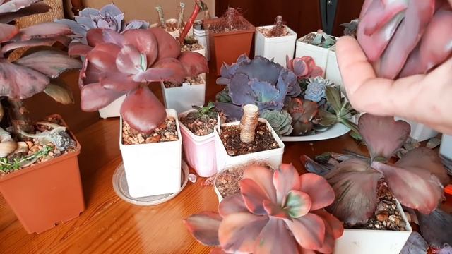 Обрезка эхеверий. Пни, головы, грунт. Часть 2. смотреть онлайн