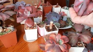 Обрезка эхеверий. Пни, головы, грунт. Часть 2.