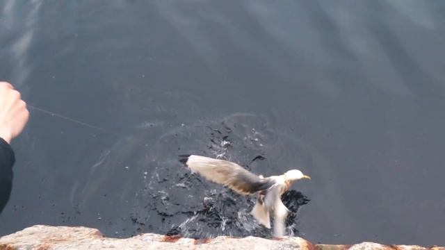 Рыбалка в Мурманске, залив, Белокаменка