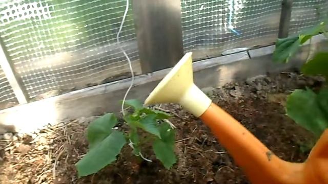 КОРНЕВАЯ И ВНЕКОРНЕВАЯ ПОДКОРМКА ОГУРЦОВ. УДОБРЕНИЕ ЗДРАВЕНЬ ТУРБО УНИВЕРСАЛЬНЫЙ