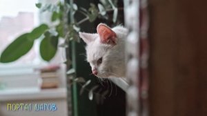 Примета про белого кота в доме