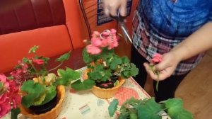 ГЕРАНЬ! УХОД ЗА ГЕРАНЬЮ! ЦВЕТЕТ КРУГЛЫЙ ГОД!